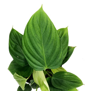 Philodendron, 6in, Fuzzy Petiole