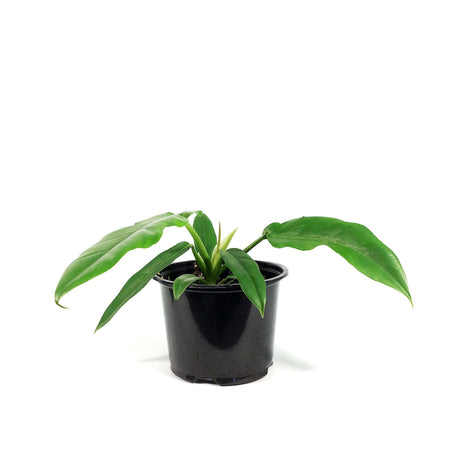 Philodendron, 6in, Narrow Tiger Tooth