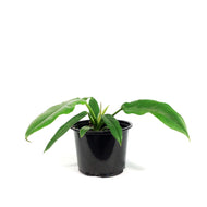 Philodendron, 6in, Narrow Escape