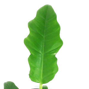 Philodendron, 6in, Narrow Tiger Tooth