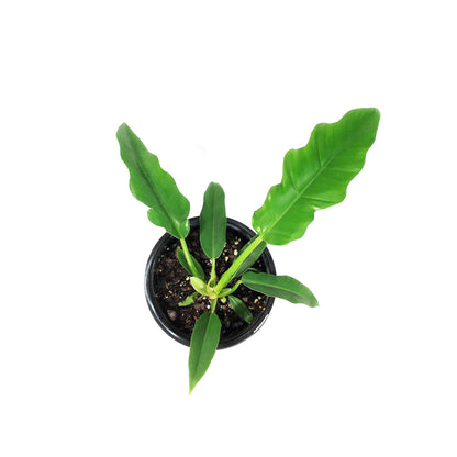 Philodendron, 6in, Narrow Escape