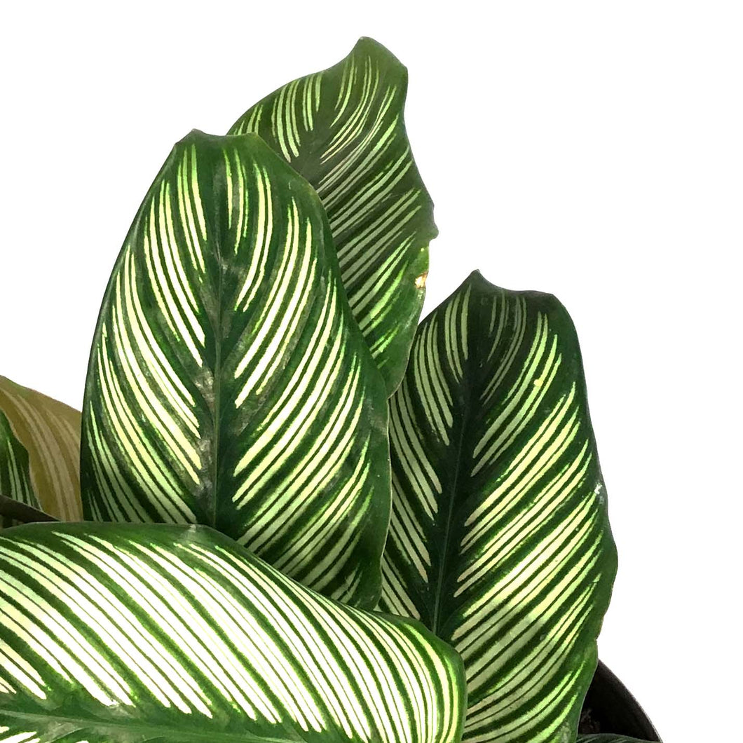 Calathea, 6in, White Star