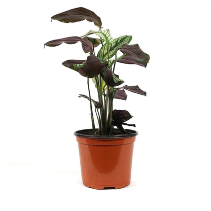 Calathea, 6in, White Star