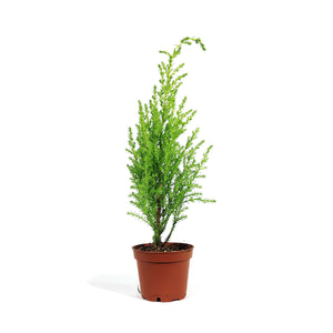 Cypress, 2.5in, Lemon/Goldcrest Wilma