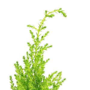 Cypress, 2.5in, Lemon/Goldcrest Wilma