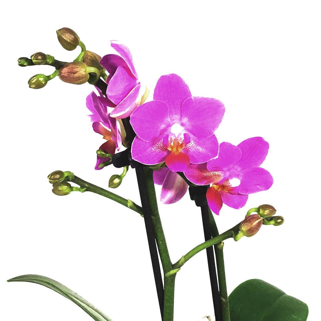 Orchid, 3.5in, Phalaenopsis Double Spike