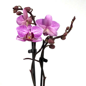 Orchid, 3.5in, Phalaenopsis Double Spike