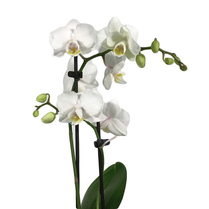 Orchid, 3.5in, Phalaenopsis Double Spike