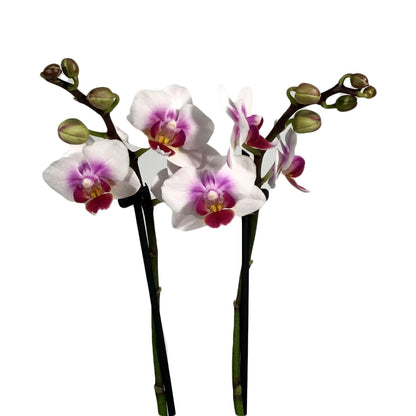 Orchid, 3.5in, Phalaenopsis Double Spike
