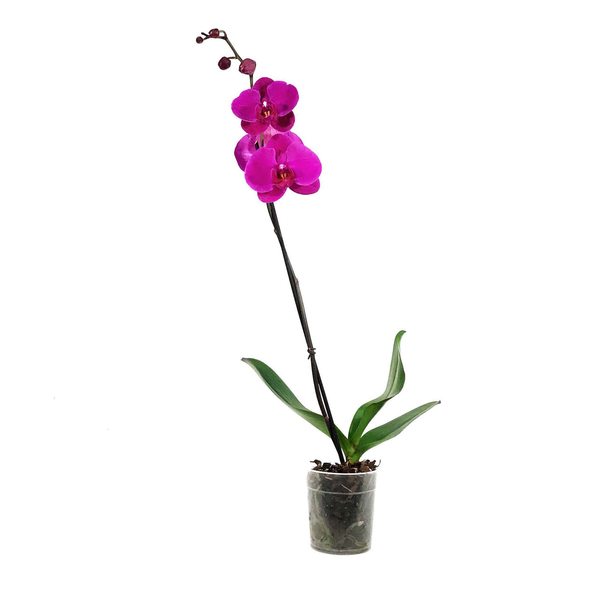 Orchid, 5in, Phalaenopsis Single Spike