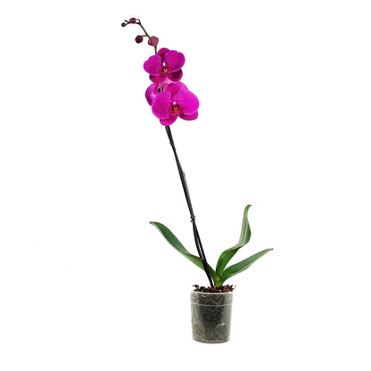 Orchid, 5in, Phalaenopsis Single Spike