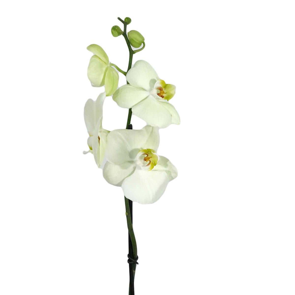 Orchid, 5in, Phalaenopsis Single Spike