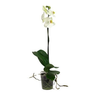 Orchid, 5in, Phalaenopsis Single Spike