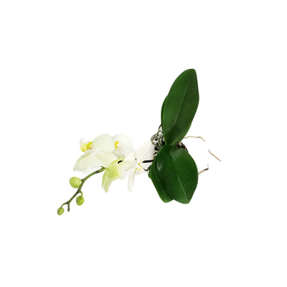 Orchid, 5in, Phalaenopsis Single Spike