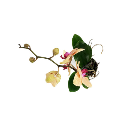 Orchid, 5in, Phalaenopsis Single Spike