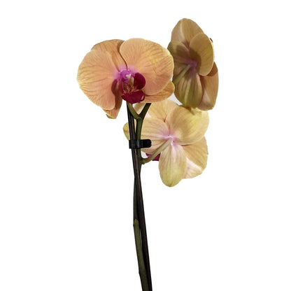 Orchid, 5in, Phalaenopsis Single Spike