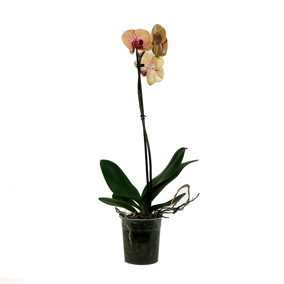 Orchid, 5in, Phalaenopsis Single Spike