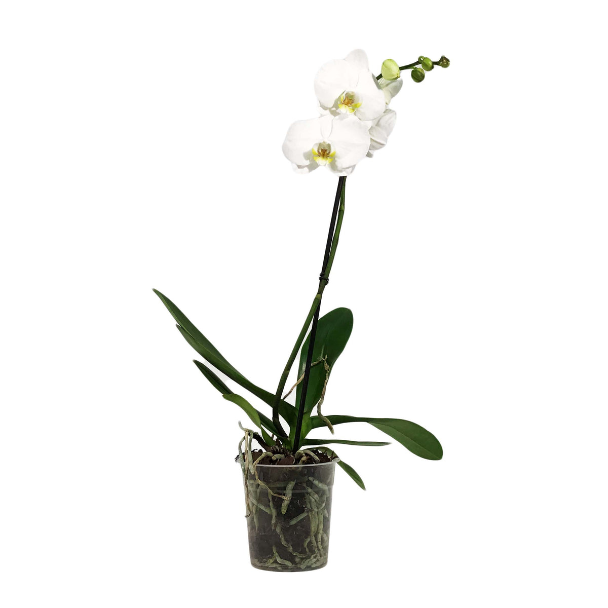 Orchid, 5in, Phalaenopsis Single Spike
