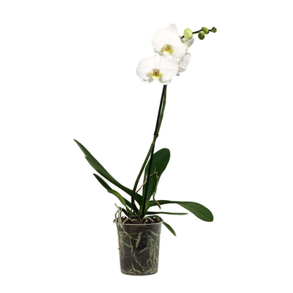 Orchid, 5in, Phalaenopsis Single Spike