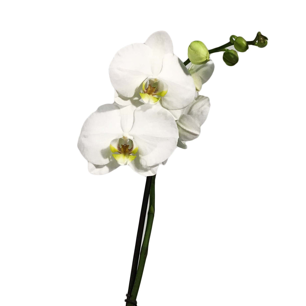 Orchid, 5in, Phalaenopsis Single Spike