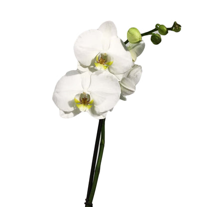 Orchid, 5in, Phalaenopsis Single Spike