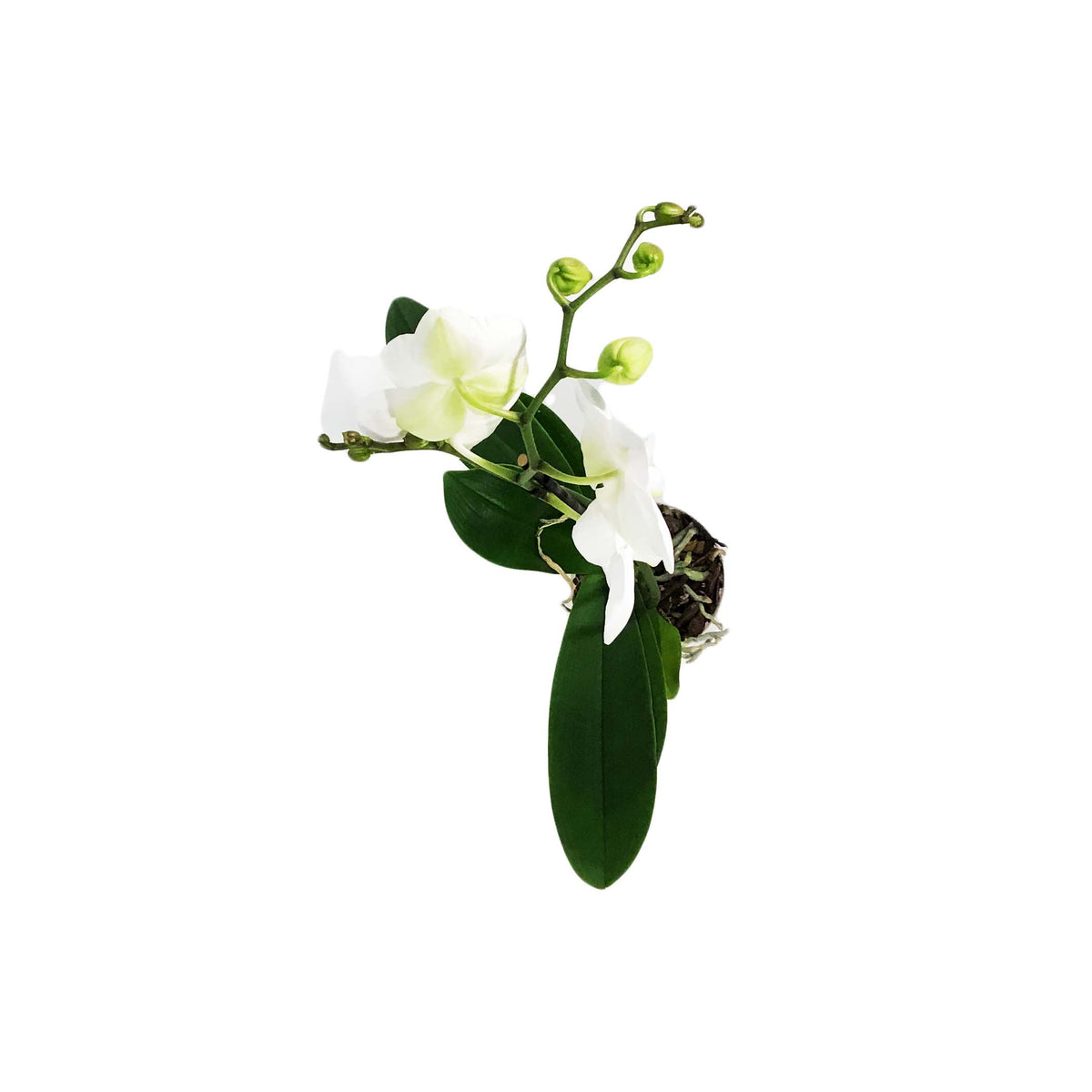 Orchid, 5in, Phalaenopsis Single Spike