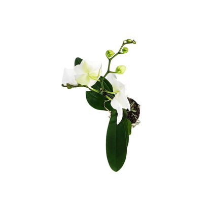 Orchid, 5in, Phalaenopsis Single Spike