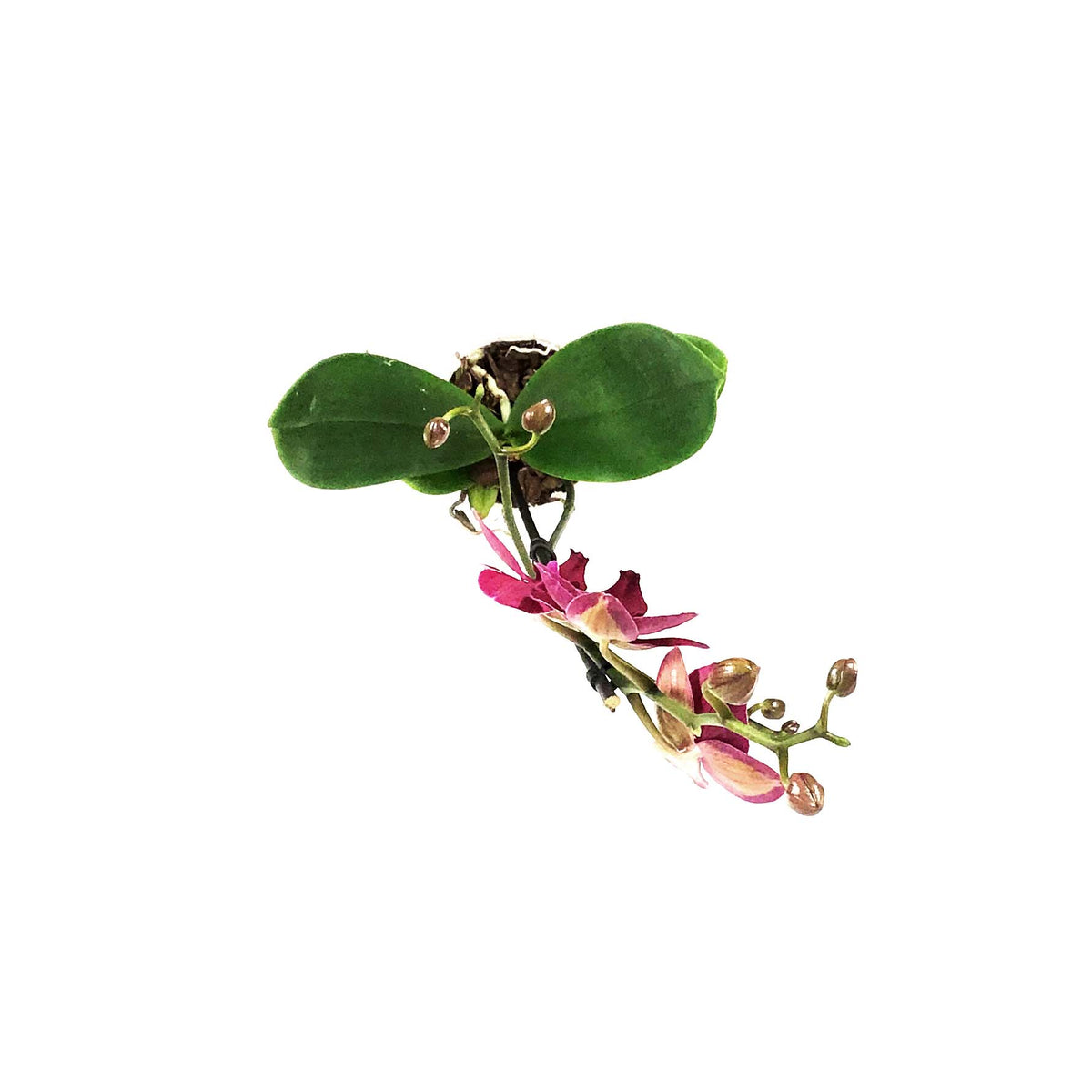 Orchid, 5in, Phalaenopsis Single Spike