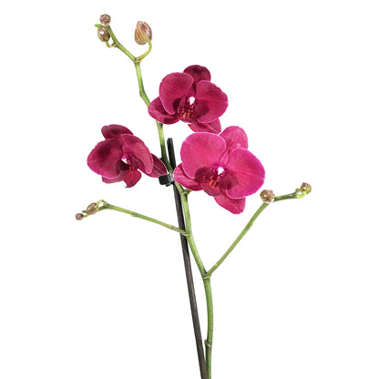 Orchid, 5in, Phalaenopsis Single Spike