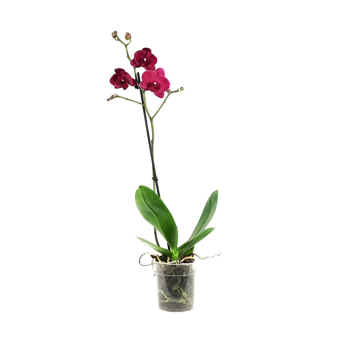 Orchid, 5in, Phalaenopsis Single Spike