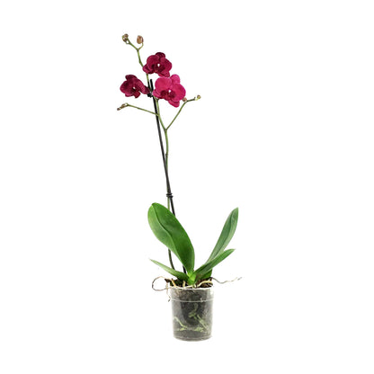 Orchid, 5in, Phalaenopsis Single Spike
