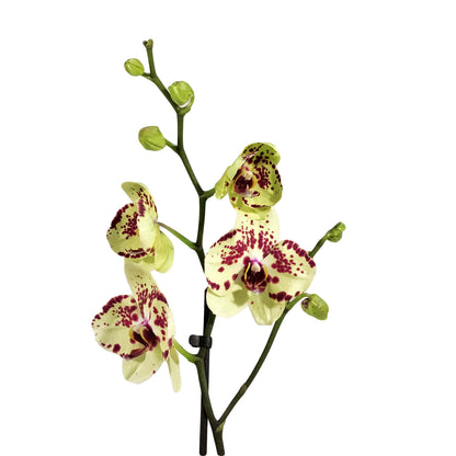 Orchid, 5in, Phalaenopsis Single Spike