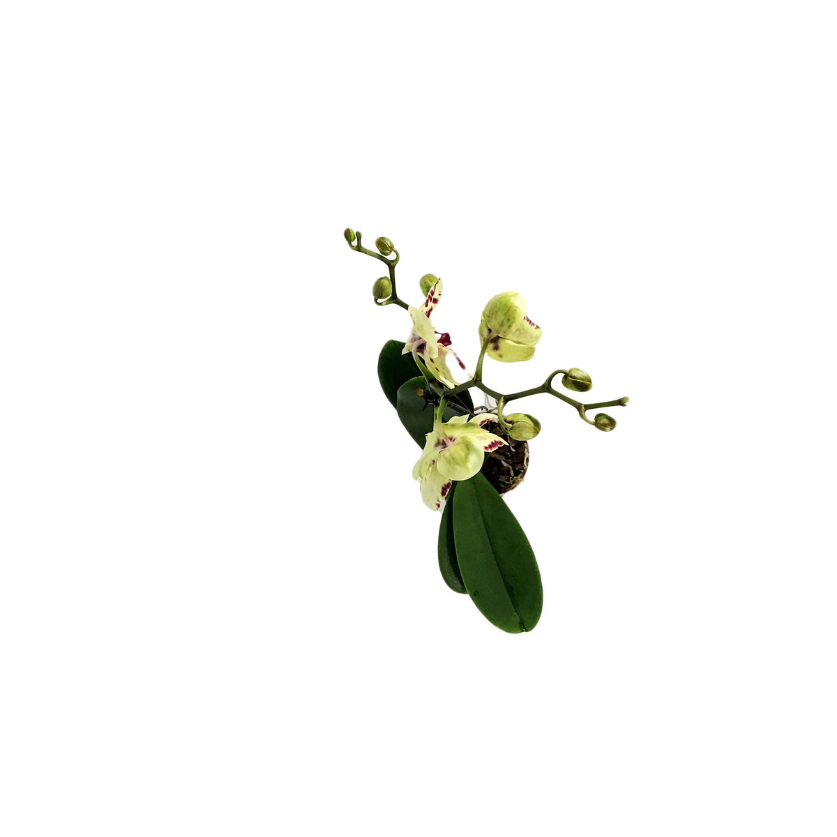 Orchid, 5in, Phalaenopsis Single Spike