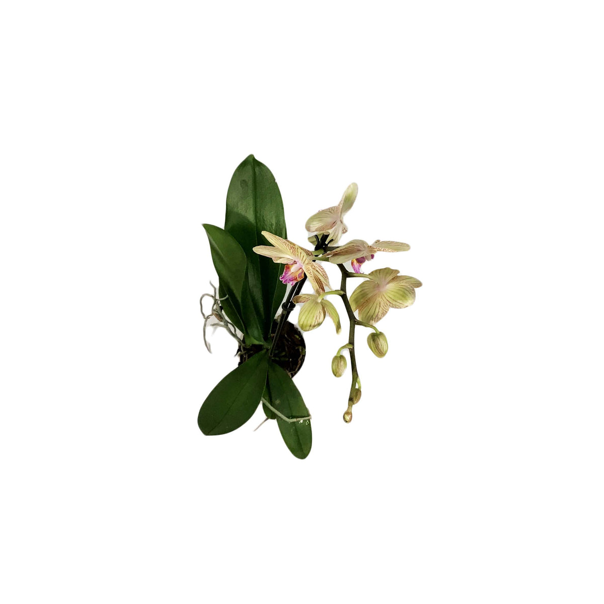 Orchid, 5in, Phalaenopsis Single Spike