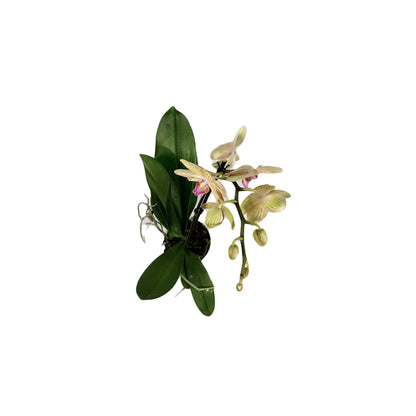 Orchid, 5in, Phalaenopsis Single Spike