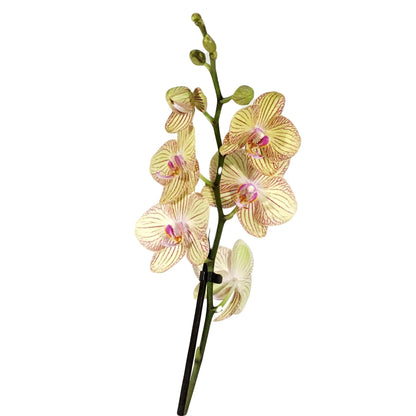Orchid, 5in, Phalaenopsis Single Spike