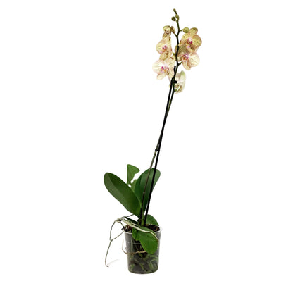Orchid, 5in, Phalaenopsis Single Spike