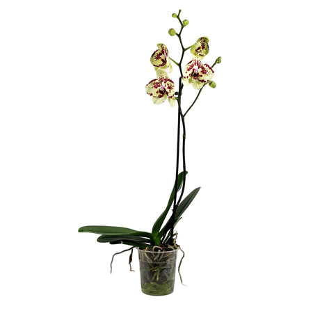 Orchid, 5in, Phalaenopsis Single Spike