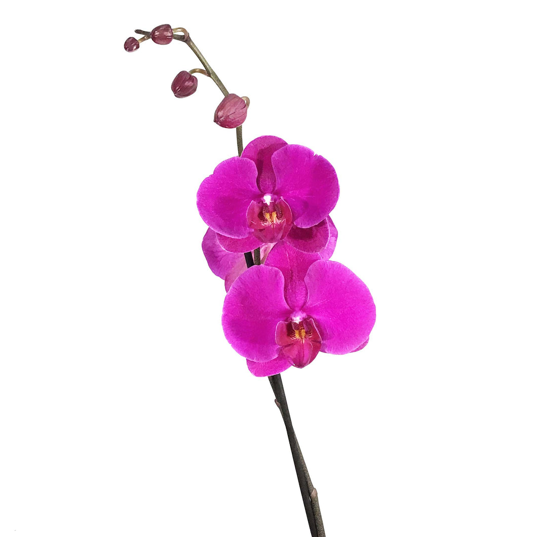 Orchid, 5in, Phalaenopsis Single Spike