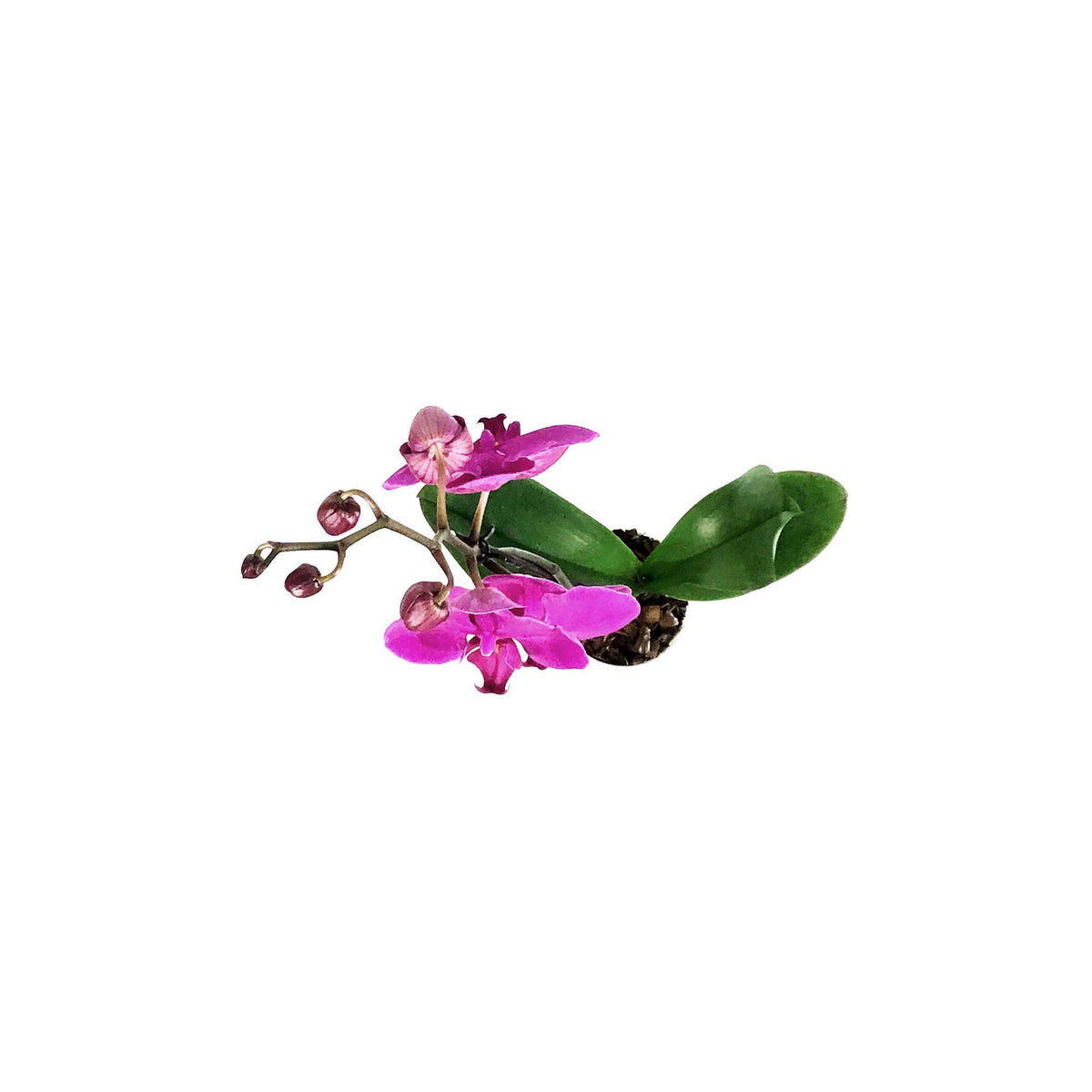 Orchid, 5in, Phalaenopsis Single Spike