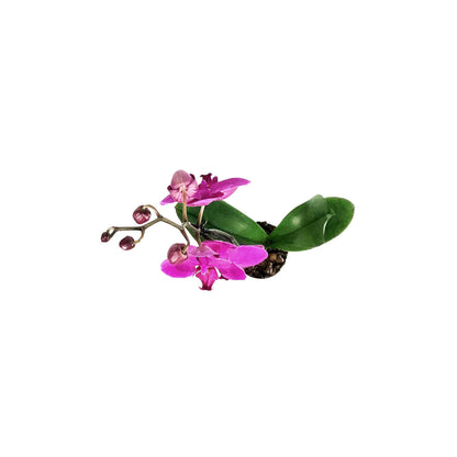 Orchid, 5in, Phalaenopsis Single Spike