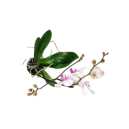 Orchid, 5in, Phalaenopsis Single Spike