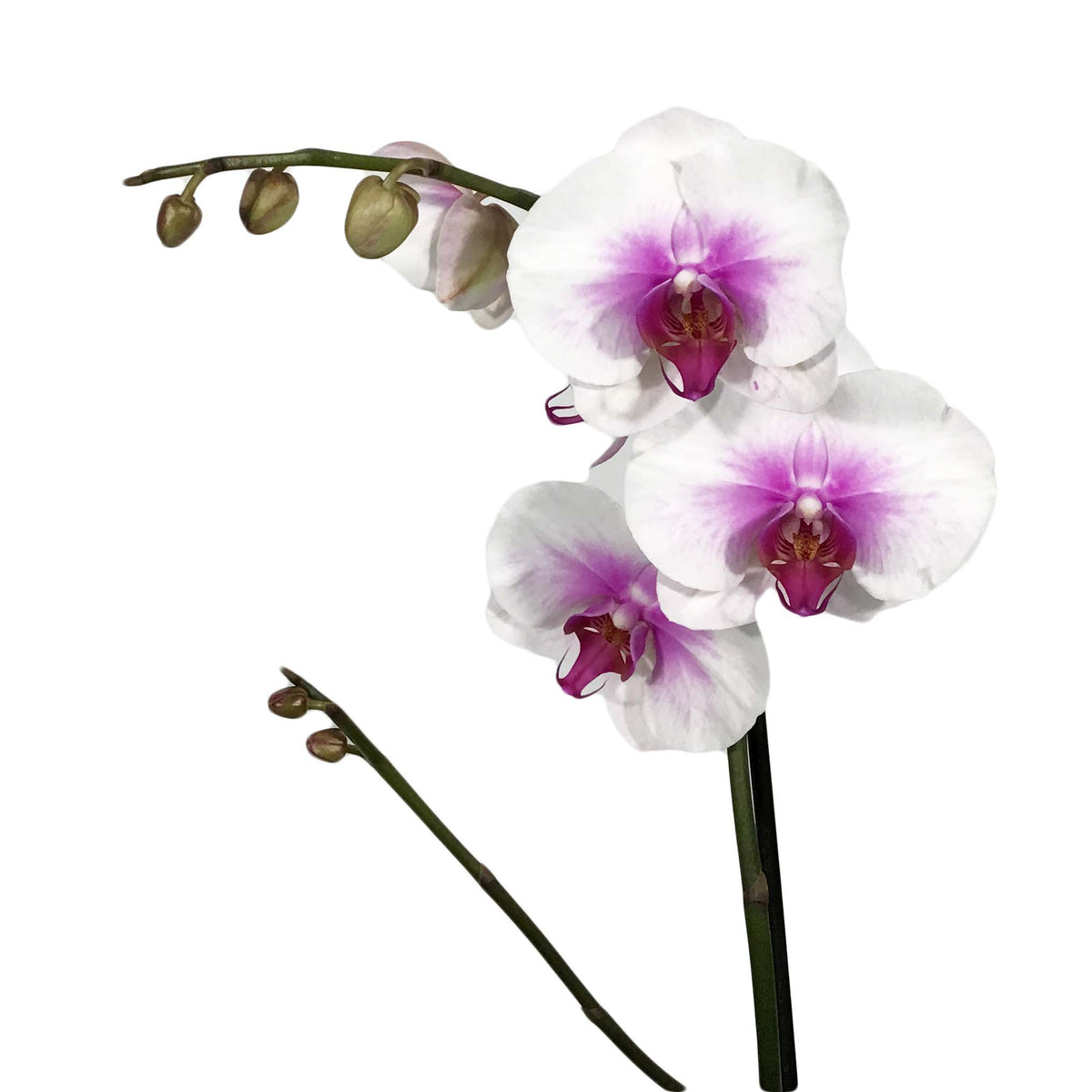 Orchid, 5in, Phalaenopsis Single Spike