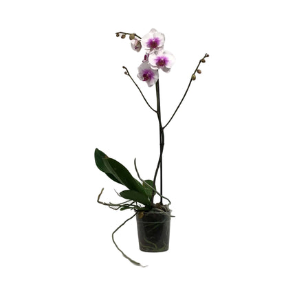 Orchid, 5in, Phalaenopsis Single Spike