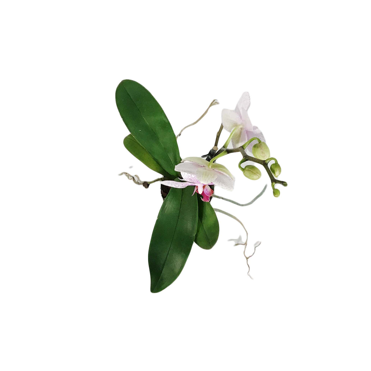 Orchid, 5in, Phalaenopsis Single Spike