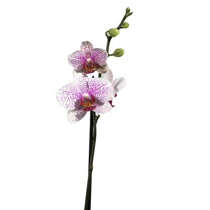 Orchid, 5in, Phalaenopsis Single Spike