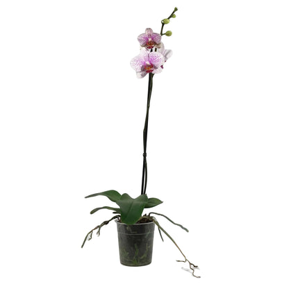 Orchid, 5in, Phalaenopsis Single Spike