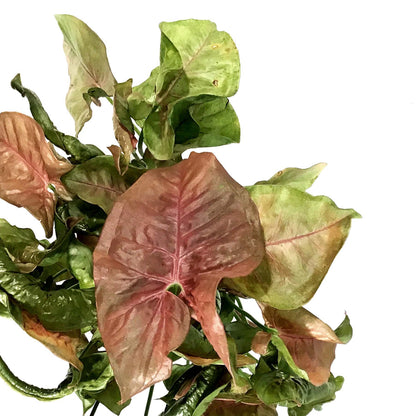 Syngonium, 5in, Neon Robusta