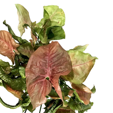 Syngonium, 5in, Neon Robusta