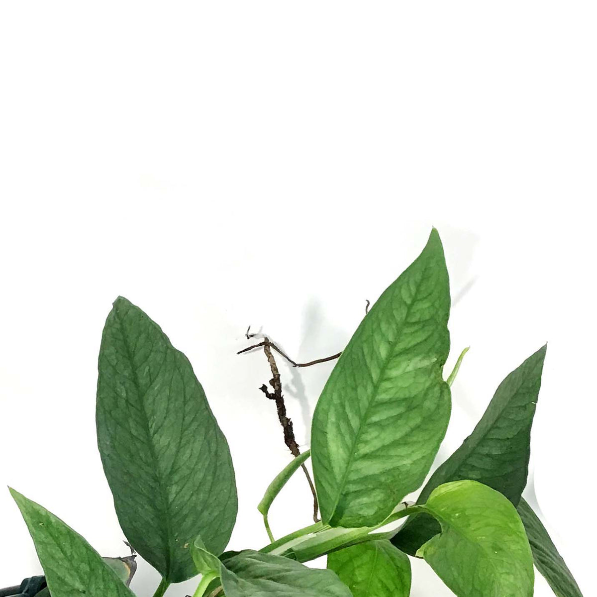 Epipremnum Pinnatum, 6in HB, Cebu Blue